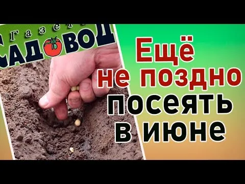 Нажми и смотри