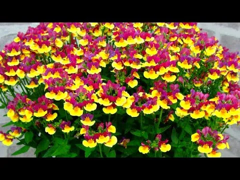 Нажми и смотри Нажми и смотри