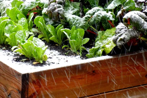 Что посеять в ноябре — даже если уже выпал первый снег Что посеять в ноябре — даже если уже выпал первый снег