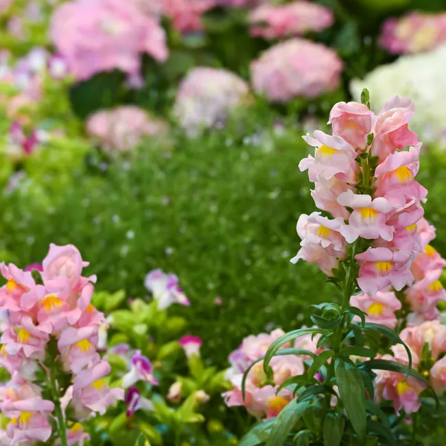 «Я проверила эти сорта от семечка до цветочка на своей клумбе и смело рекомендую». Личный опыт цветовода-любителя