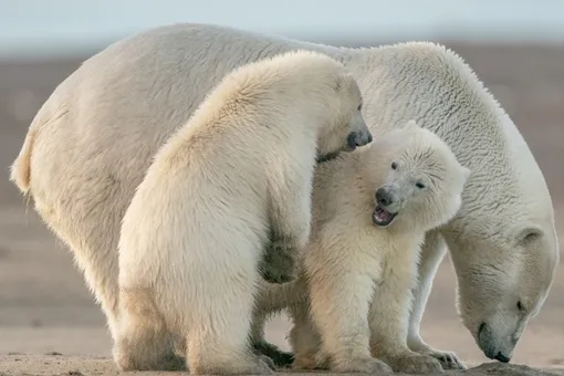 Редкий случай: белую медведицу заметили с усыновленным детёнышем Редкий случай: белую медведицу заметили с усыновленным детёнышем