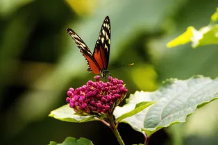 Для неистовых садоводов: 20 растений, которые привлекут бабочек на участок