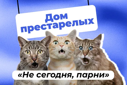 Вечно молодые: найден простой способ продлить жизнь кошкам Вечно молодые: найден простой способ продлить жизнь кошкам