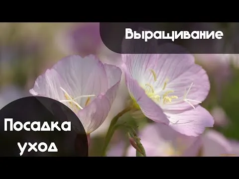 Нажми и смотри