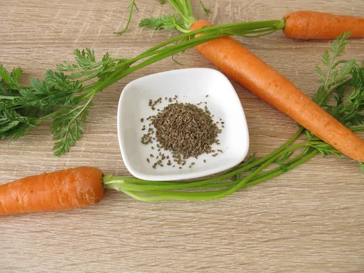 Туговсхожесть семян и прореживание моркови Туговсхожесть семян и прореживание моркови