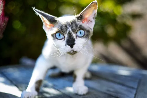 девон рекс фото