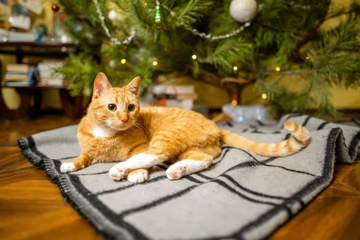 как украсить дом к новому году как украсить дом к новому году