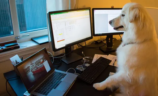 Собаки в офисе: лучшее решение или прихоть? Собаки в офисе: лучшее решение или прихоть?