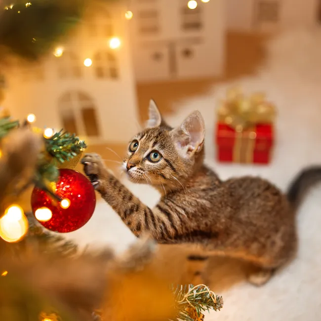 Разберут ёлку на иголки: 10 гиперактивных пород кошек, которые никогда не сидят на месте