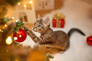 Разберут ёлку на иголки: 10 гиперактивных пород кошек, которые никогда не сидят на месте Разберут ёлку на иголки: 10 гиперактивных пород кошек, которые никогда не сидят на месте