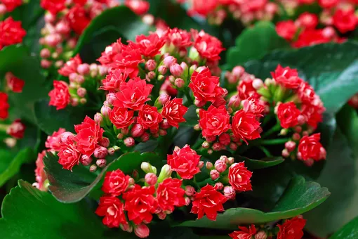 Как продлить цветение каланхоэ Блоссфельда Как продлить цветение каланхоэ Блоссфельда