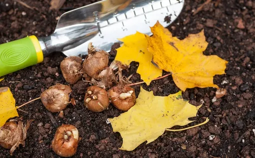 Плохое качество почвы