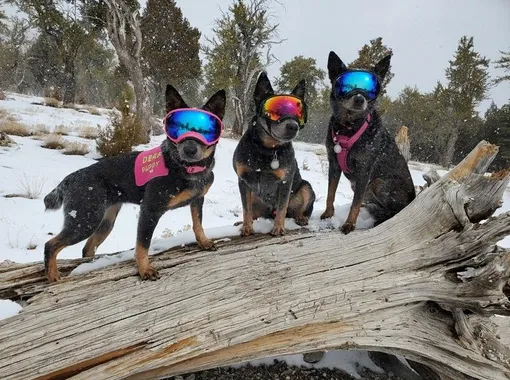 собаки в очках