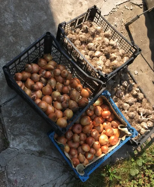 Если пересадка неизбежна: проверяем посевной материал перед покупкой