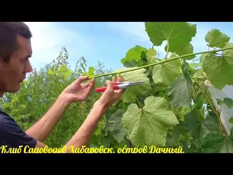 Нажми и смотри