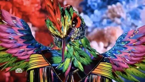 Колибри Колибри