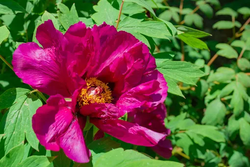 Описание древовидного пиона Описание древовидного пиона