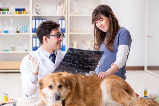 26 мини-привычек для счастливой собаки в 2026 году