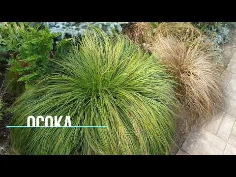 Нажми и смотри