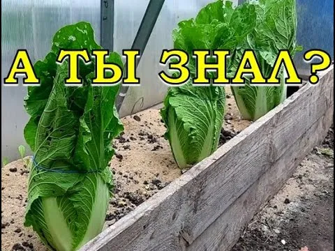 Нажми и смотри