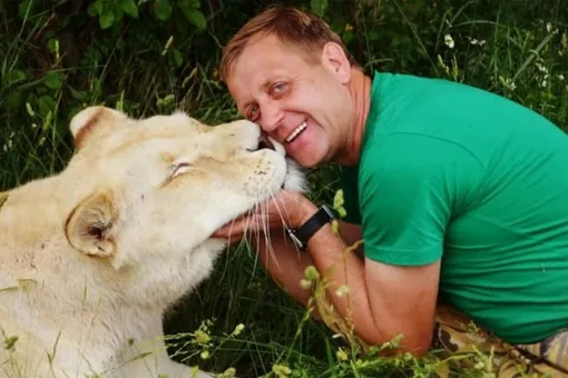 Олег Зубков рассказал, что будет с напавшим на него львом Олег Зубков рассказал, что будет с напавшим на него львом
