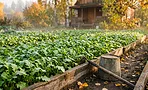Сею горчицу белую в сентябре — и весной земля как пух: моя схема сидерата, который работает без перекопки Сею горчицу белую в сентябре — и весной земля как пух: моя схема сидерата, который работает без перекопки