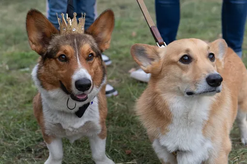 Не только корги и лошади: самые странные домашние животные королевской семьи Не только корги и лошади: самые странные домашние животные королевской семьи