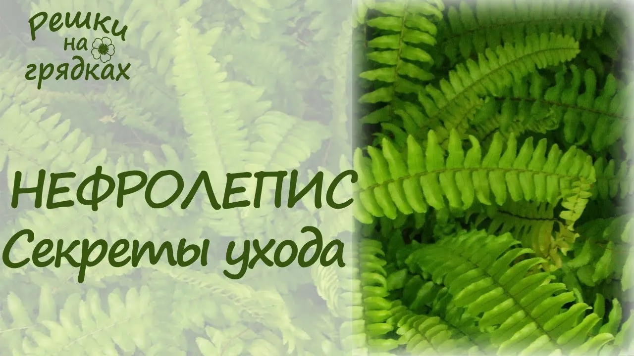 Нажми и смотри Нажми и смотри