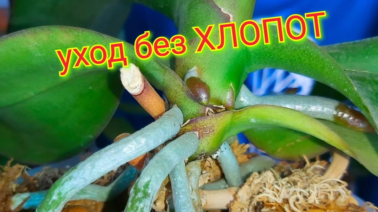 Нажми и смотри Нажми и смотри