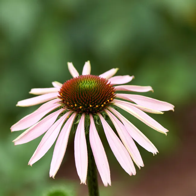Какие растения выбрать для осеннего сада? Идеи стильных композиций, которые будут радовать до зимы