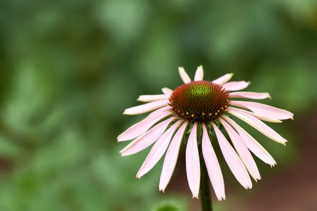 Какие растения выбрать для осеннего сада? Идеи стильных композиций, которые будут радовать до зимы