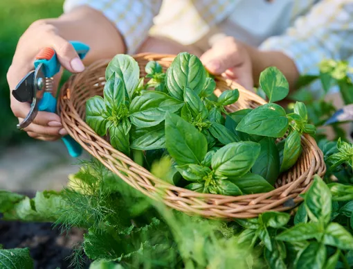 Обрезайте базилик — и делайте это до того, как появятся бутоны Обрезайте базилик — и делайте это до того, как появятся бутоны