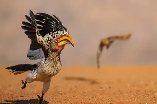 Стыдливый слон и танцующие лемуры: посмотрите на самые смешные фото животных 2025 года! Стыдливый слон и танцующие лемуры: посмотрите на самые смешные фото животных 2025 года!