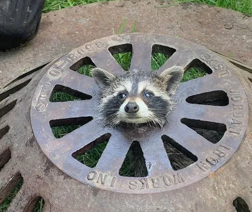 енот застрял в канализационном люке
