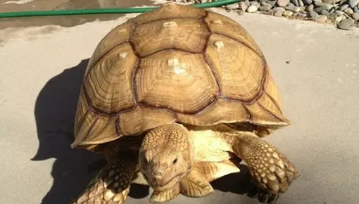 Черепаха Сэмми