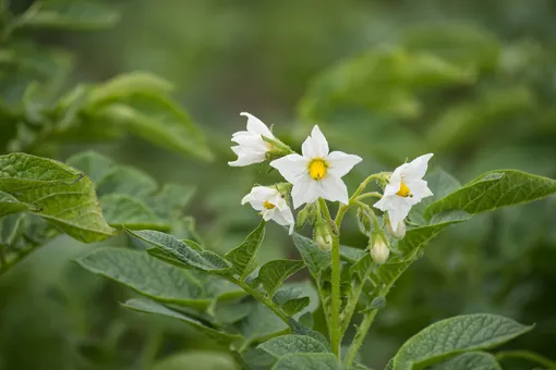 Картофель Картофель