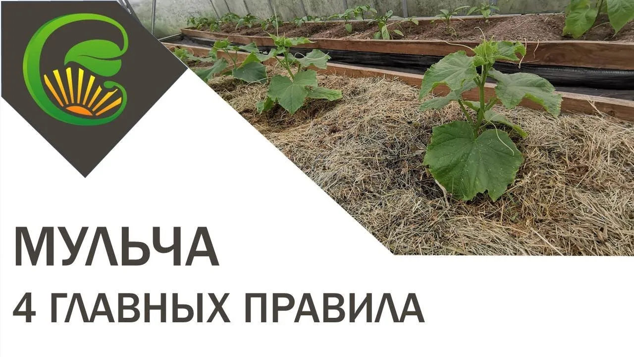 Нажми и смотри