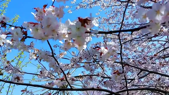 Нажми и смотри