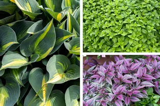 Самые выносливые: 17 многолетников для тени, которые украсят пустые места Самые выносливые: 17 многолетников для тени, которые украсят пустые места