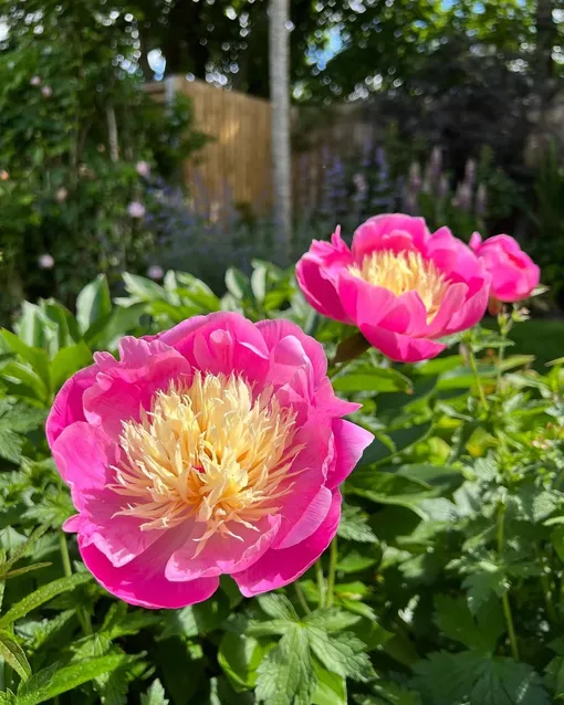 Пион «Боул оф Бьюти» Пион «Боул оф Бьюти»