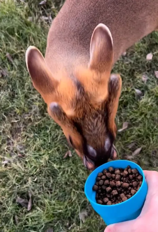 Мунтжаки находятся под угрозой исчезновения Мунтжаки находятся под угрозой исчезновения