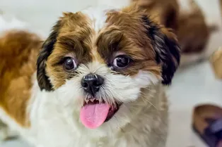 Спасенная горлица подружилась с больным щенком, и они придумали свой язык