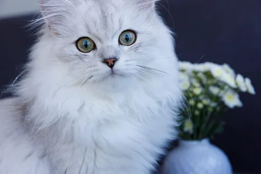 персидская кошка