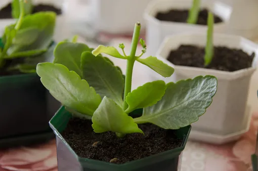 Размножение каланхоэ Блоссфельда