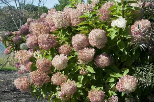 Черенкование гортензии: советы и рекомендации