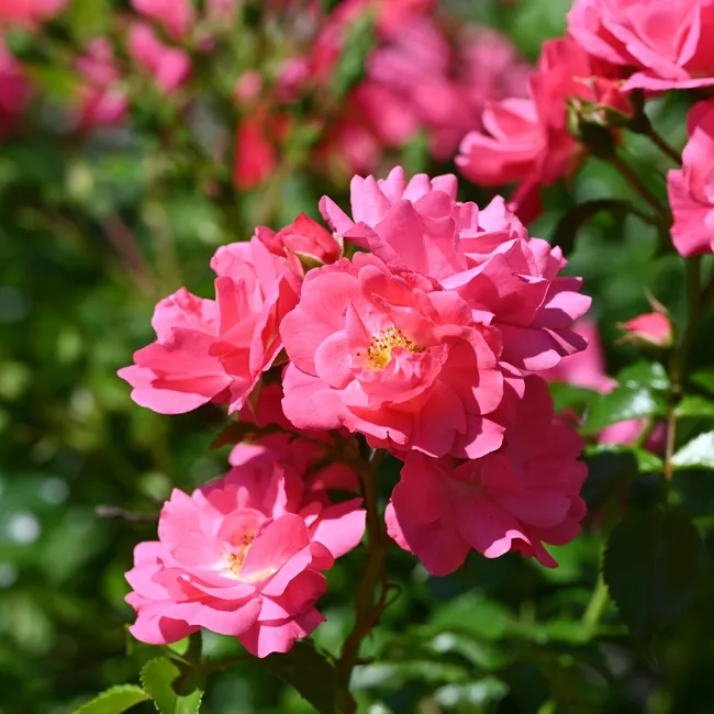 Спиртное на службе садовода: оживляем весной розовые кусты с помощью водки