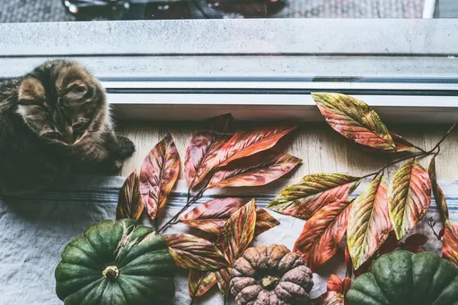 5 осенних трендов, которые мгновенно делают дом безвкусным, и кот