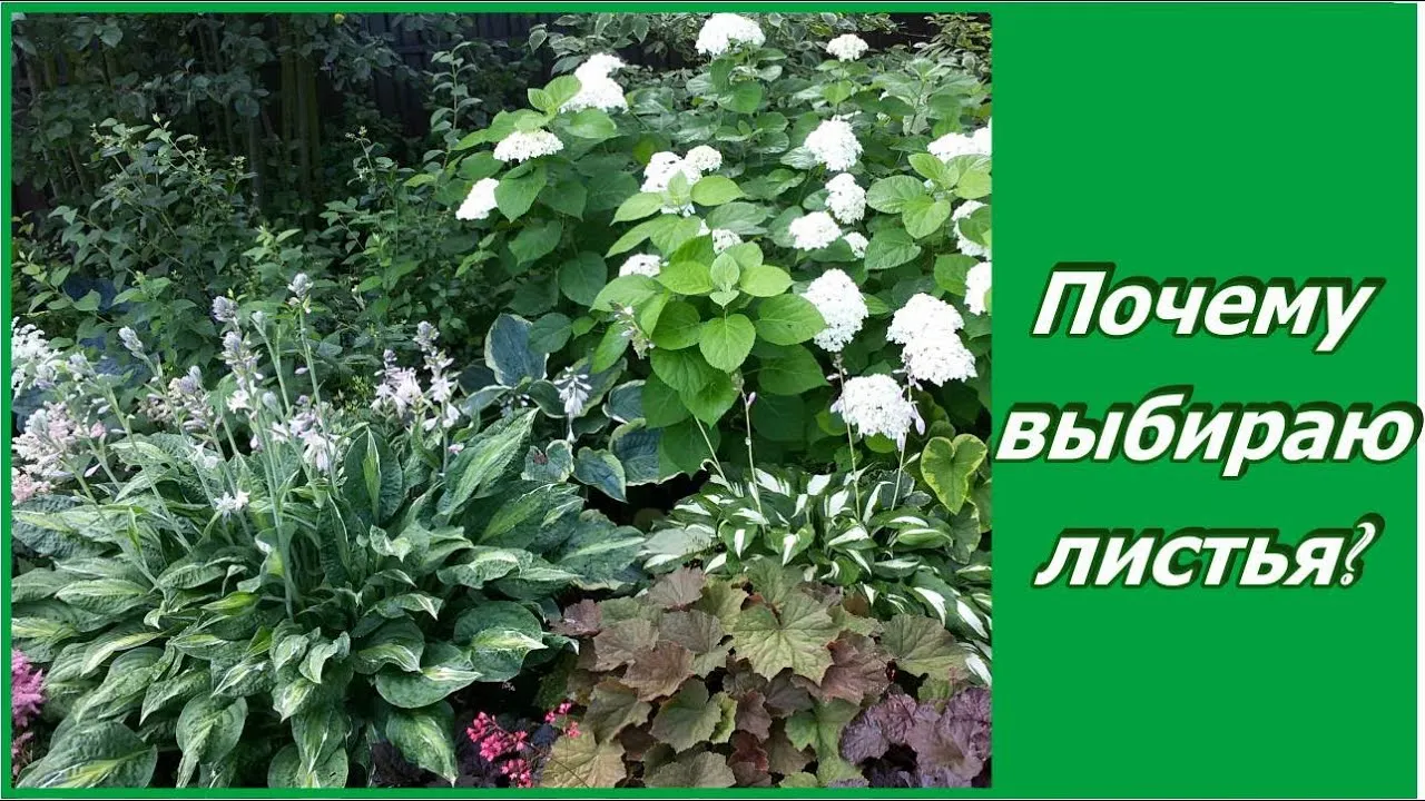 Нажми и смотри
