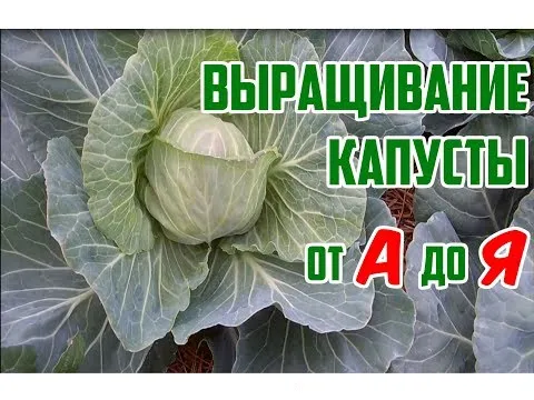 Нажми и смотри