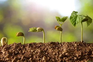 Лунный посевной календарь 2026: точные даты для рассады томатов, перцев и баклажанов